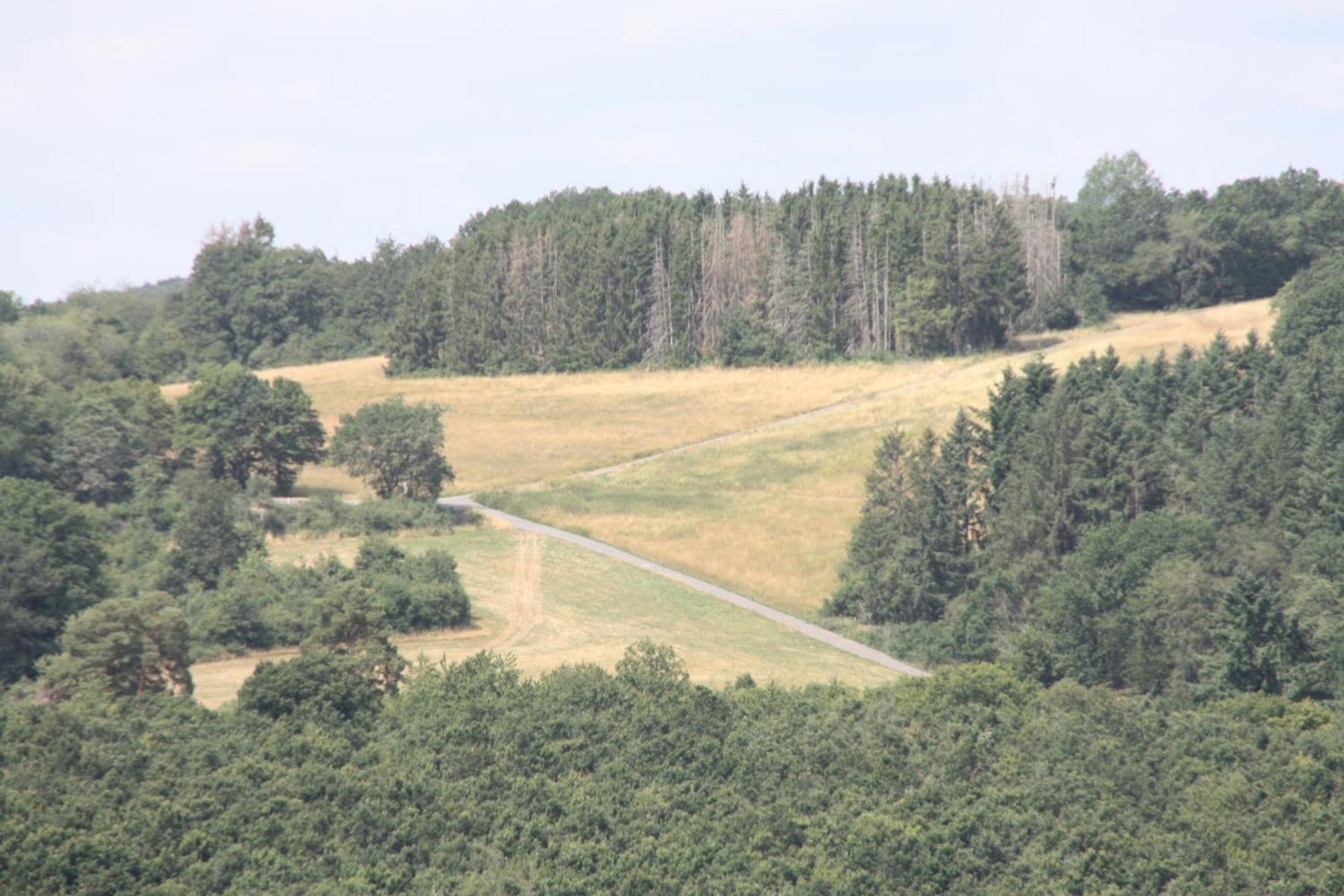 Haus Buchholz Appartement Liesenich Buitenkant foto